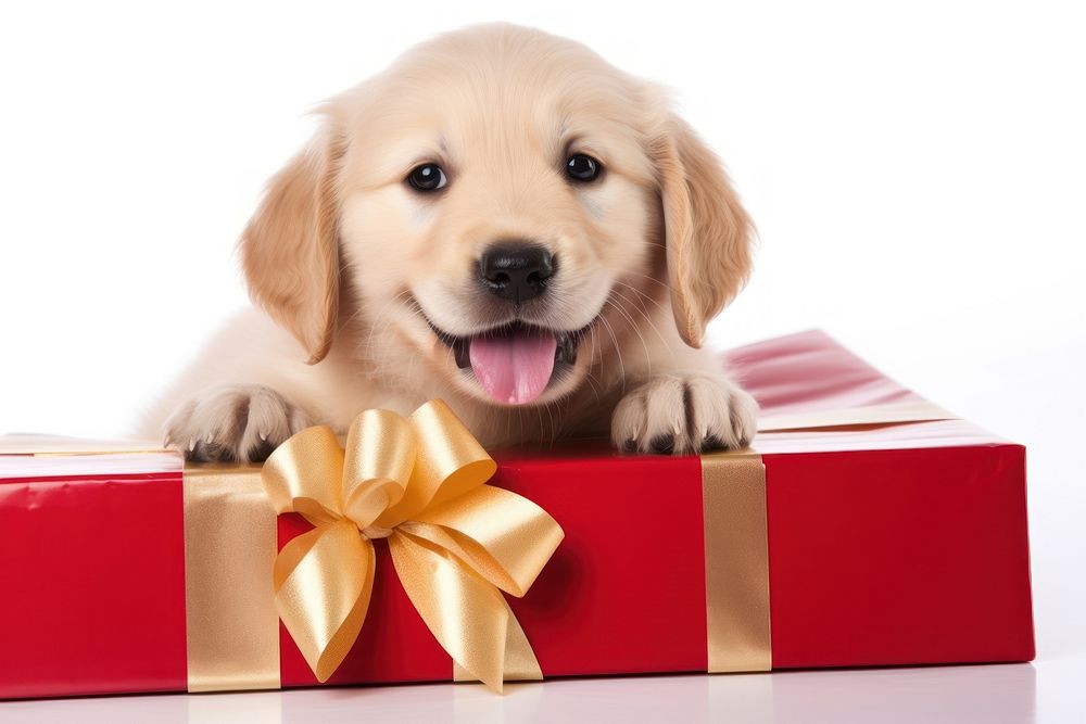 Giftbox puppy smiling mammal.