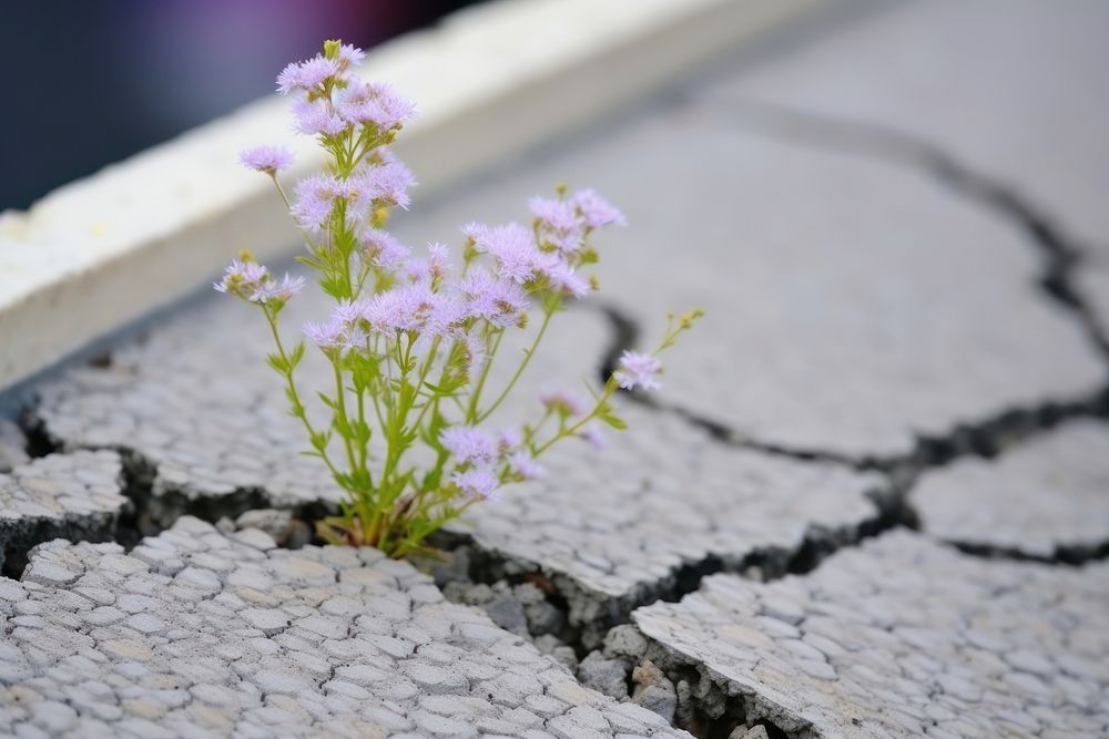 Purple flower growing on crack street outdoors nature purple. AI generated Image by rawpixel.