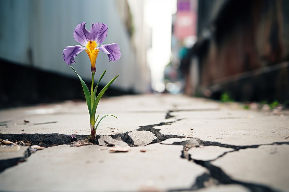 Iris flower growing on crack street outdoors blossom crocus. AI generated Image by rawpixel.