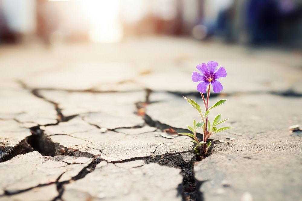 Purple flower growing on crack street purple outdoors nature. AI generated Image by rawpixel.