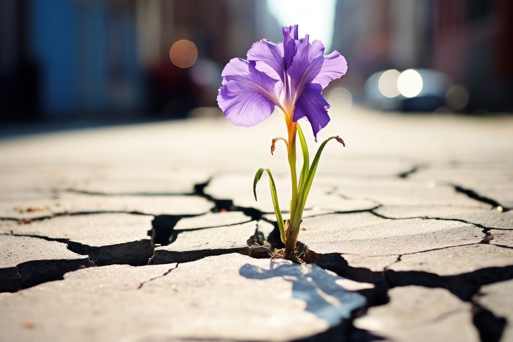Iris flower growing on crack street outdoors blossom nature. AI generated Image by rawpixel.