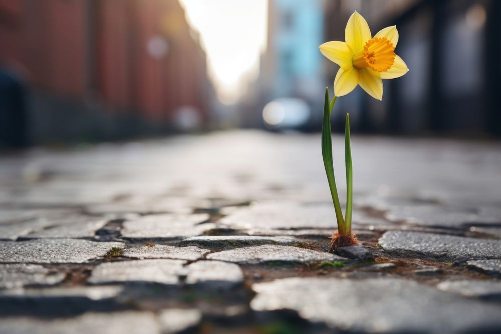 Daffodil flower growing on crack street daffodil plant inflorescence. AI generated Image by rawpixel.