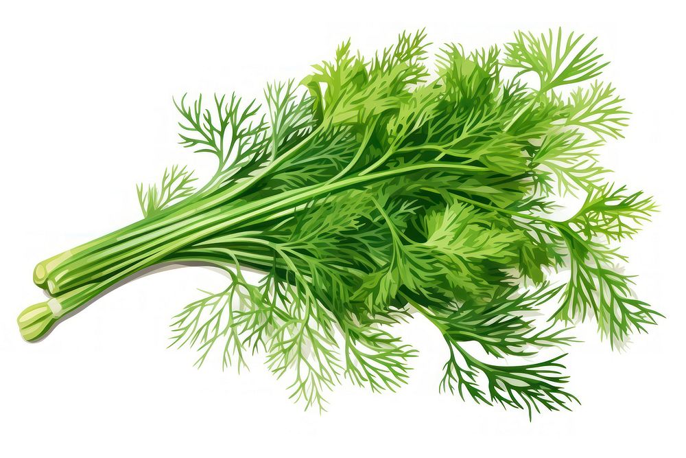 Dill herb herbs plant food.