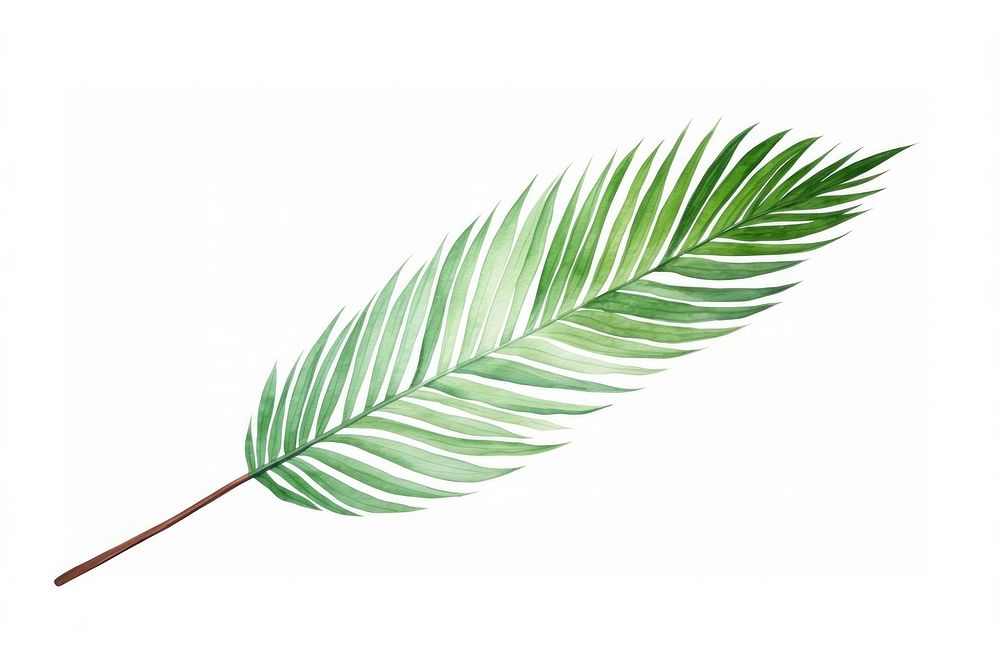 Palm leaf plant white background lightweight.