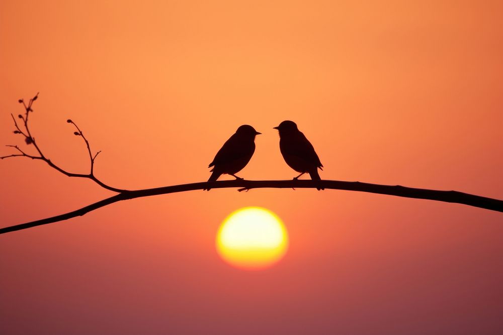  Couple bird silhouette outdoors nature. AI generated Image by rawpixel.