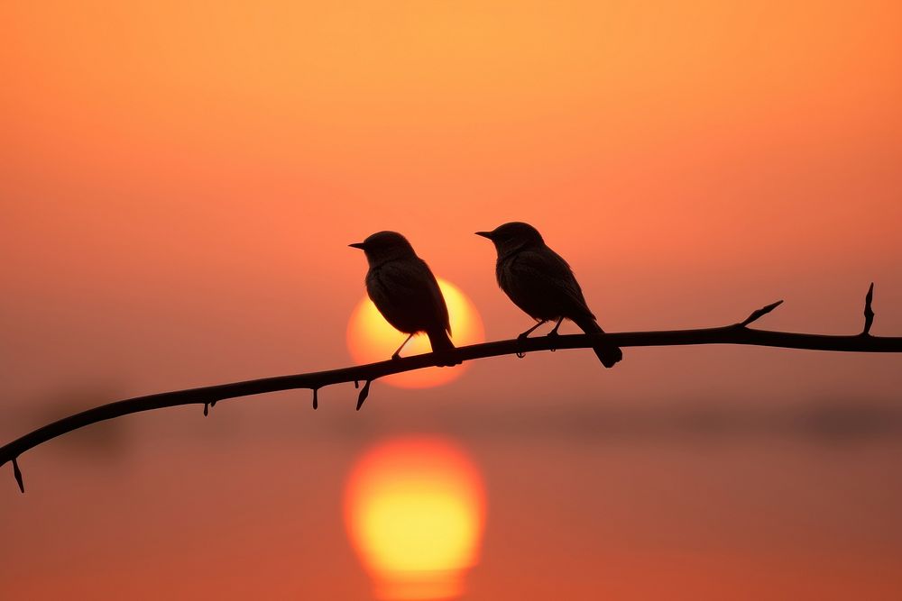  Couple bird silhouette outdoors animal. AI generated Image by rawpixel.