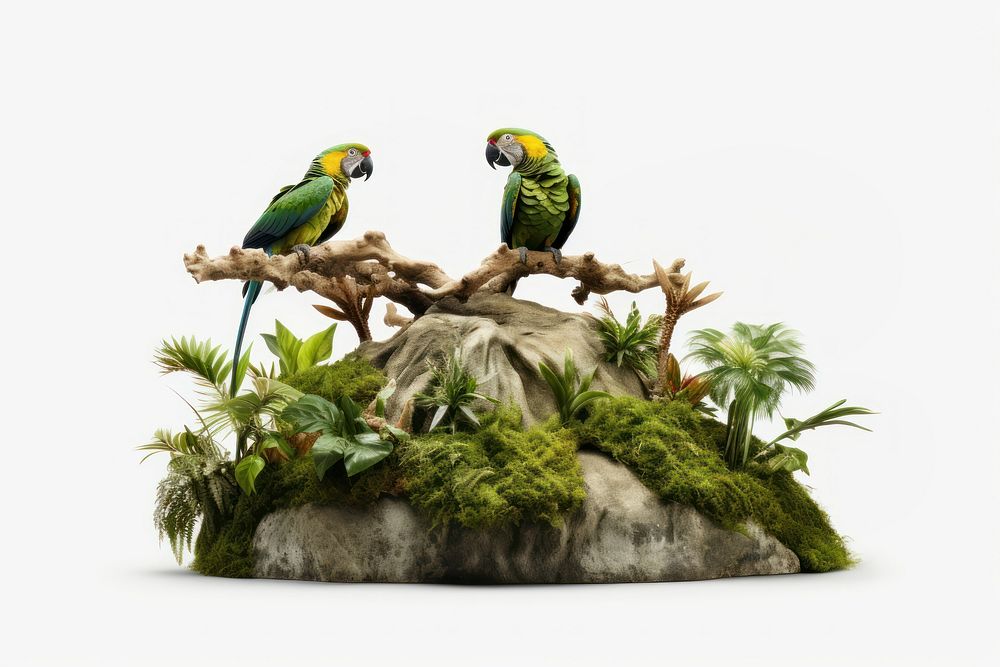 Amazon Rainforest animal parrot bird.