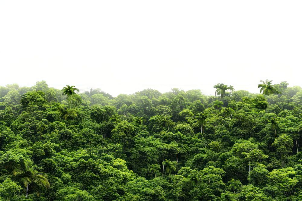 Amazon Rainforest backgrounds vegetation rainforest.