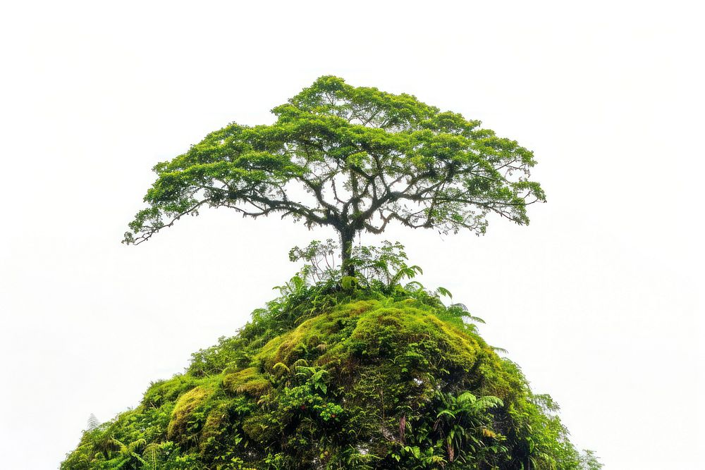 Amazon Rainforest vegetation rainforest outdoors.