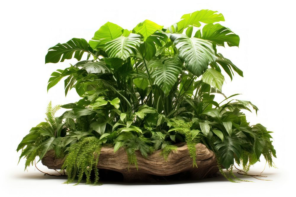 Amazon Rainforest plant green leaf.