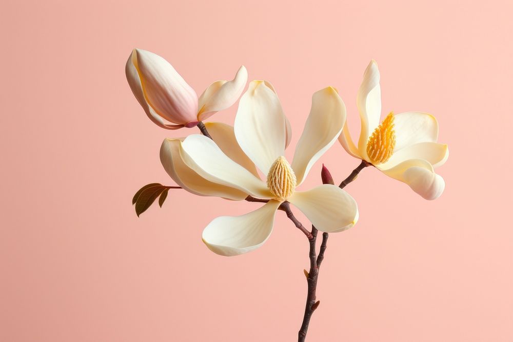 Magnolia blossom flower orchid.