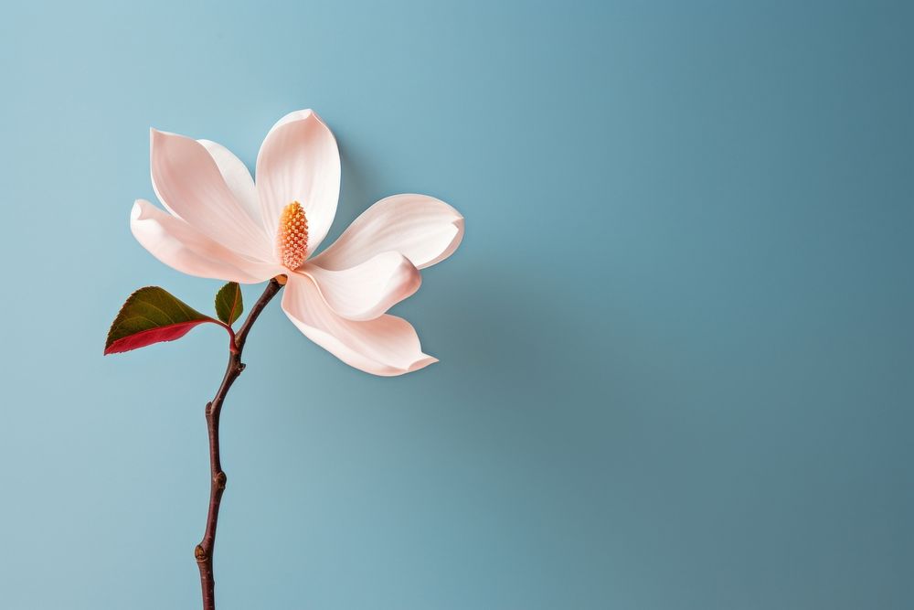 Magnolia blossom flower petal.