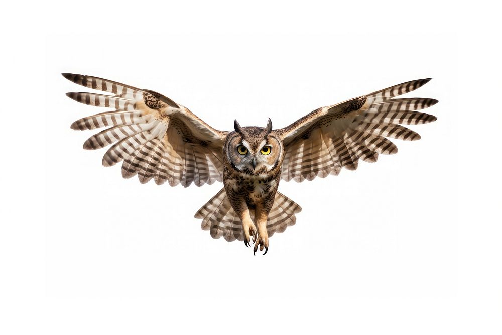 Owl animal flying bird.