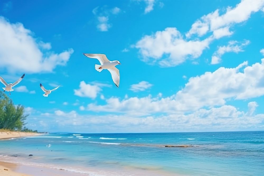 Seagulls flying in tropical colorful blue sky ocean sea outdoors.