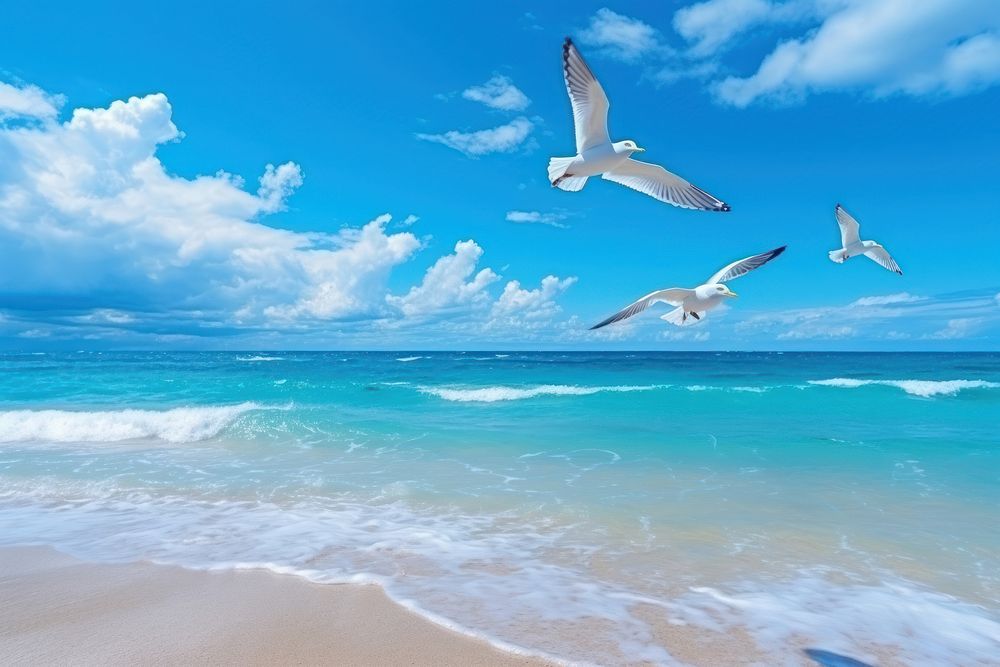 Seagulls flying in tropical colorful blue sky seagull ocean outdoors.