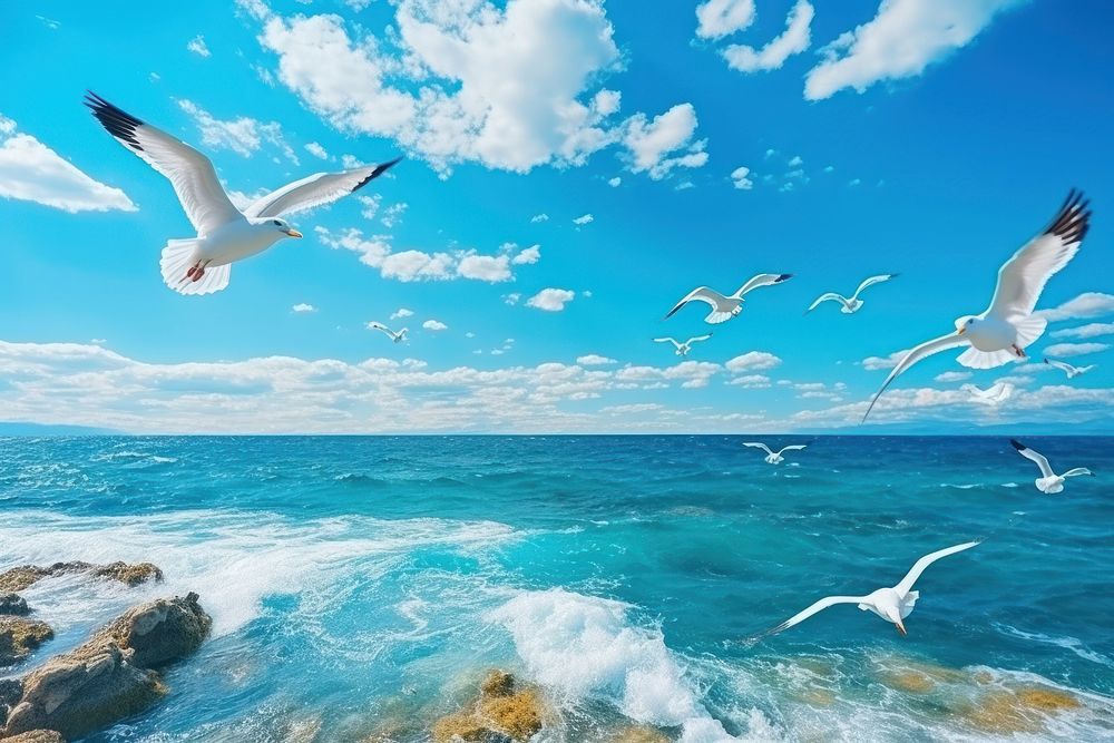 Seagulls flying in tropical colorful blue sky seagull ocean outdoors.