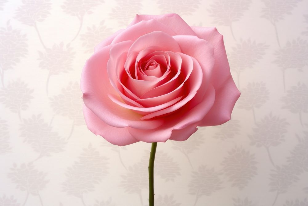 Pink flower wallpaper petal plant rose.