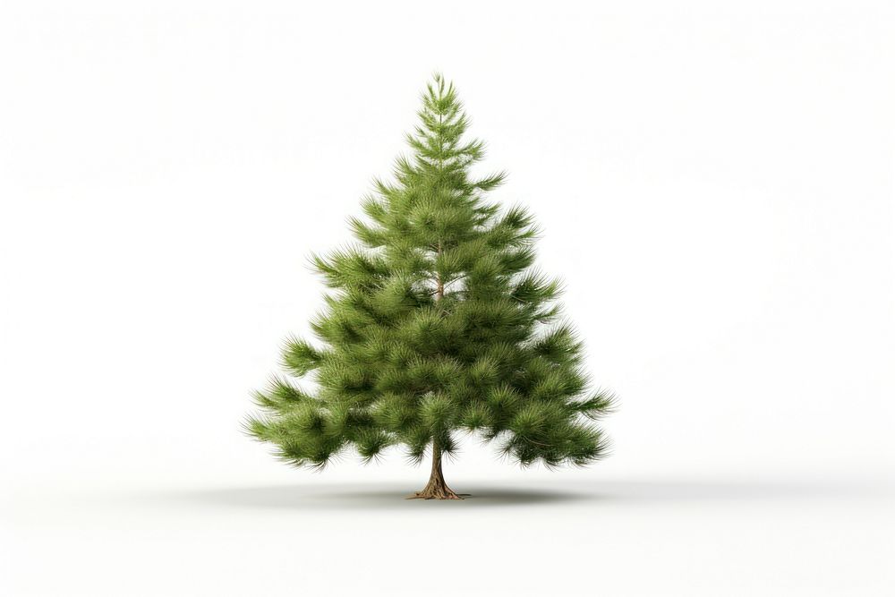 Pine tree christmas plant fir.