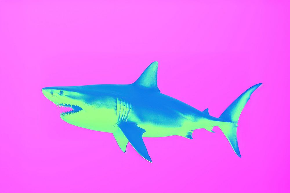 Shark animal fish underwater.