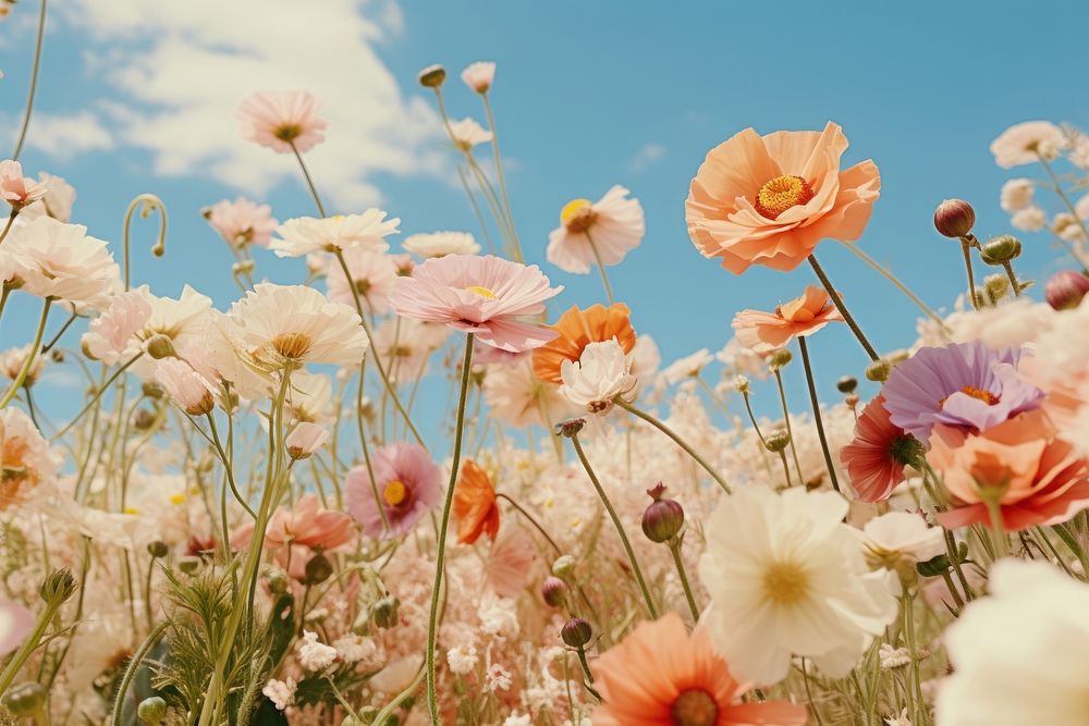 Colorful flowers sky outdoors blossom.