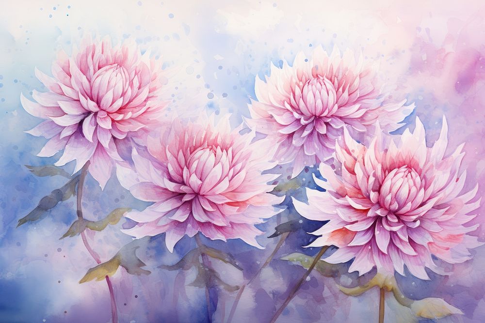 Chrysanthemum watercolor background chrysanths painting blossom.