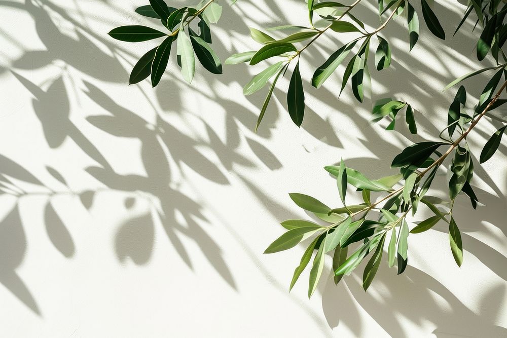 Olive leaves wall backgrounds nature.