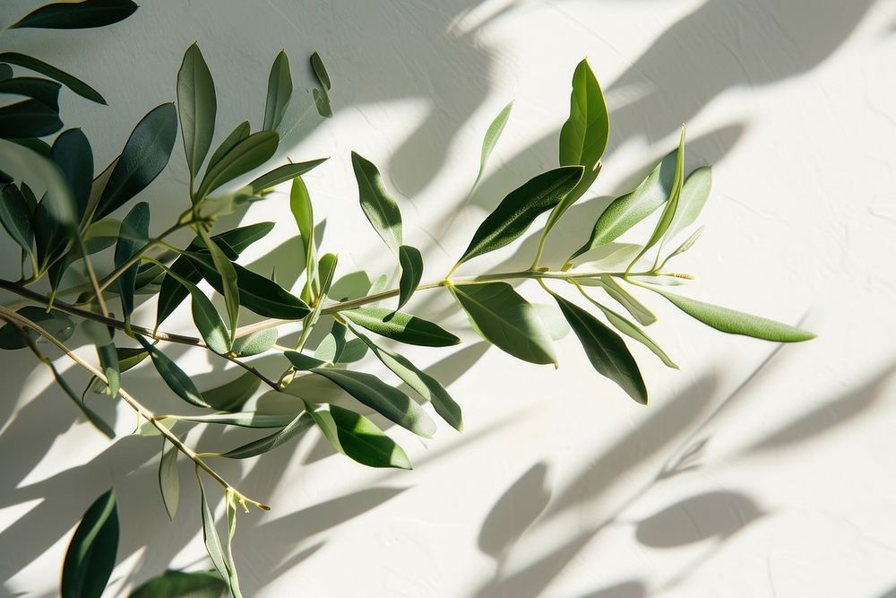 Olive leaves nature plant leaf.