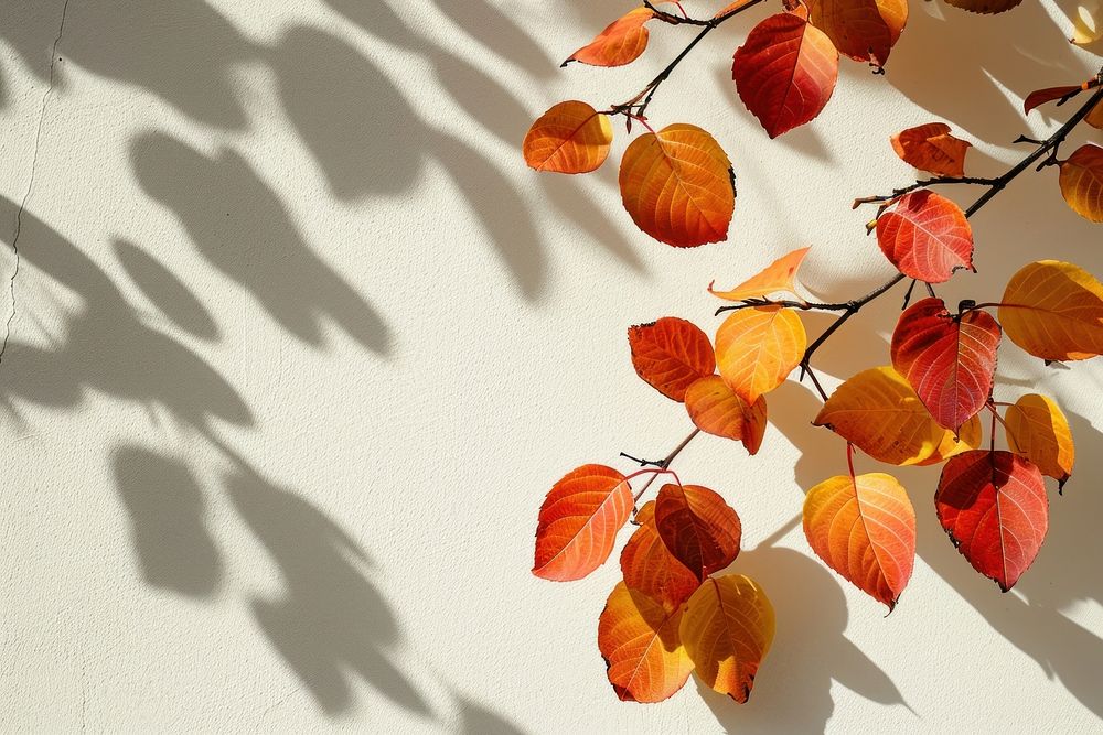 Autumn leaves wall backgrounds nature.
