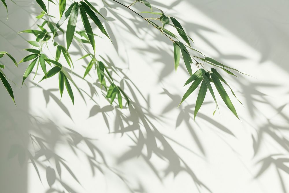 Bamboo backgrounds nature shadow.