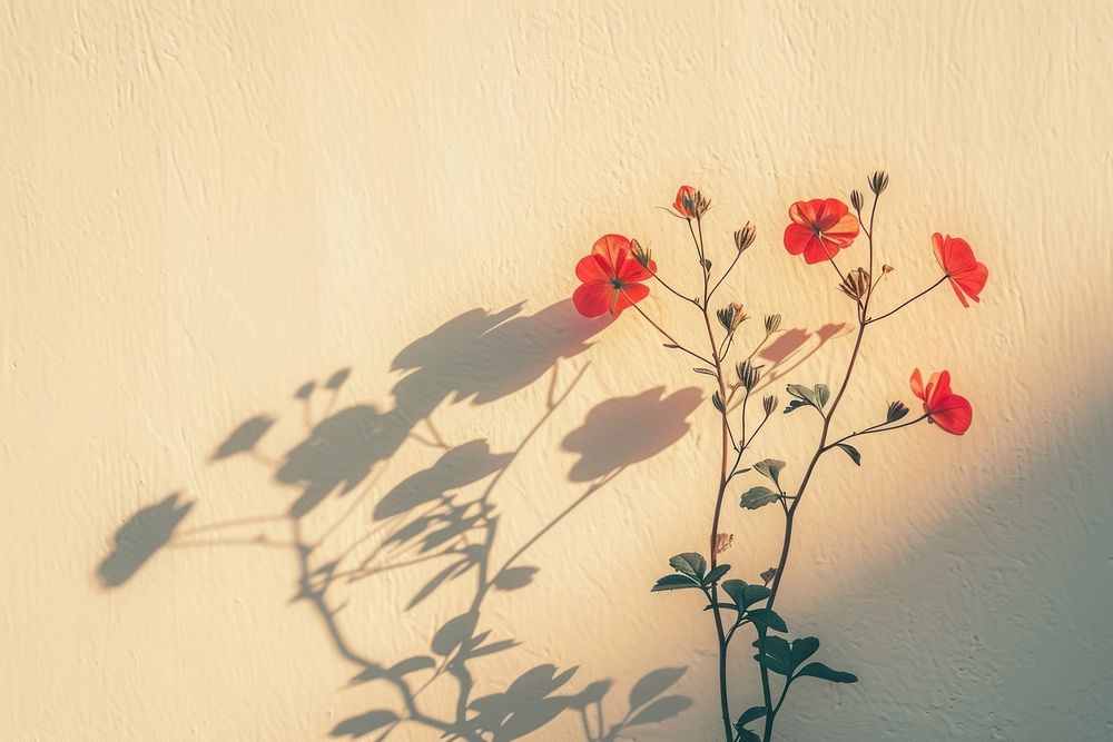 Flowers wall nature shadow.
