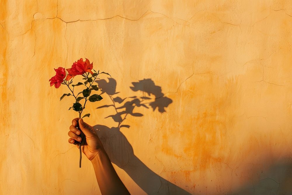 Hand holding flower wall nature shadow.