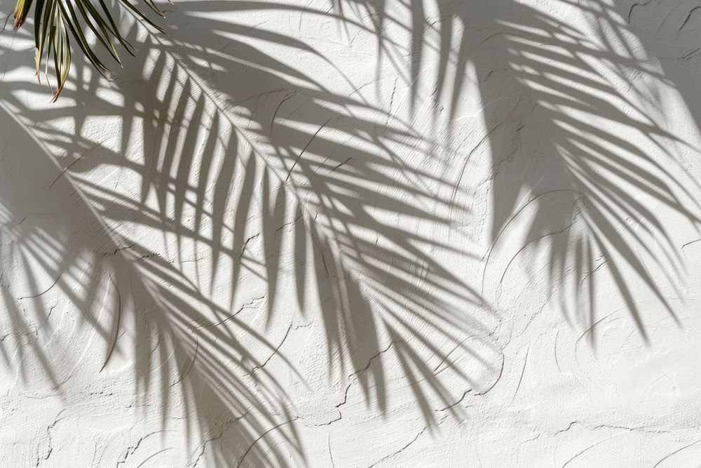Palm trees nature white wall.