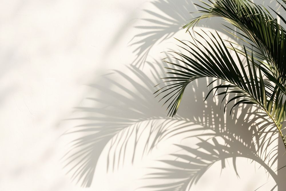 Palm trees nature backgrounds outdoors.