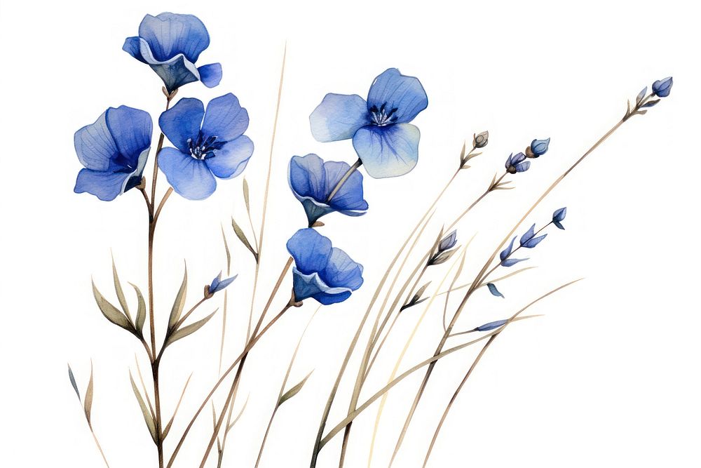 Blue flower blossom plant petal.