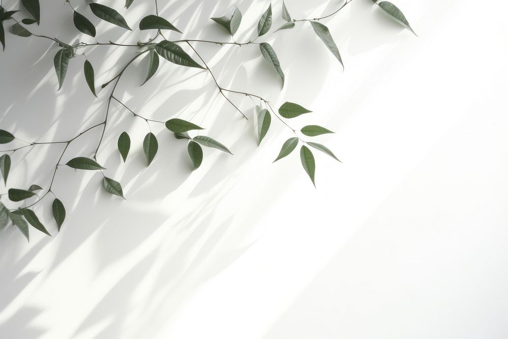 A white wall with green leaves and shadows plant leaf tranquility.