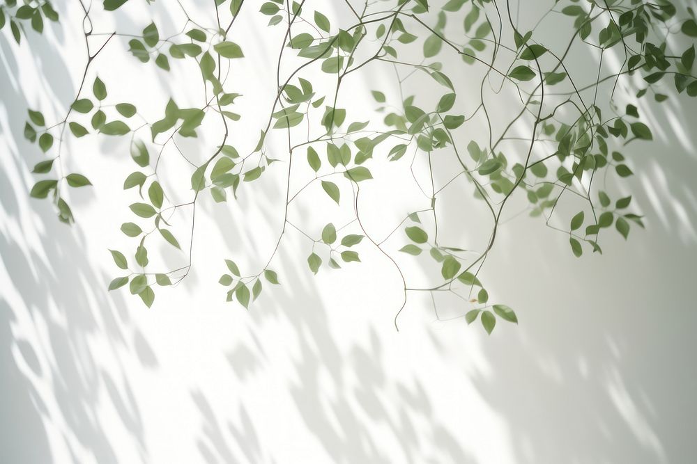 A white wall with green leaves and shadows plant leaf architecture.