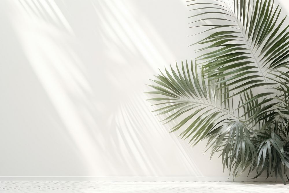 A white wall with green palm leaves and shadows nature plant leaf.