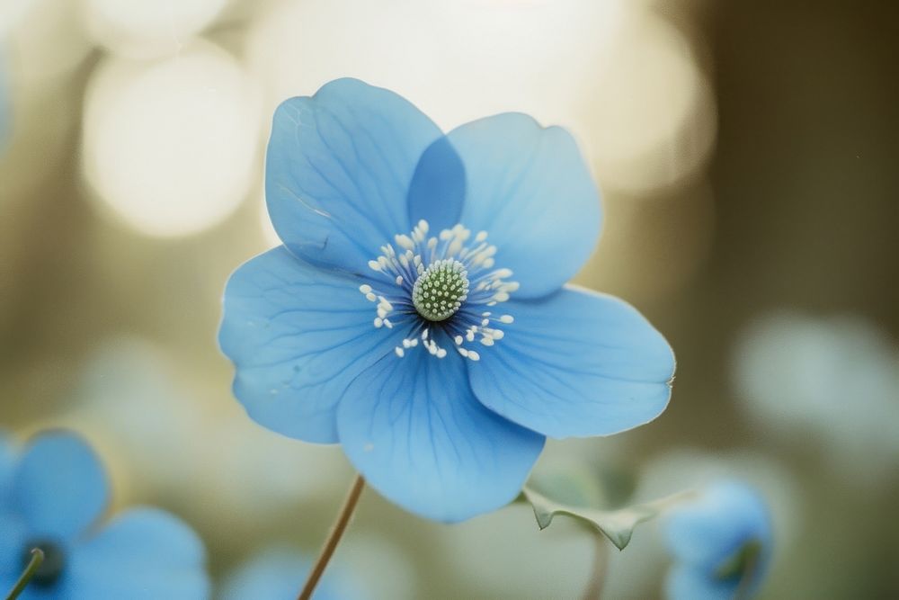 Blue flower blossom pollen petal.