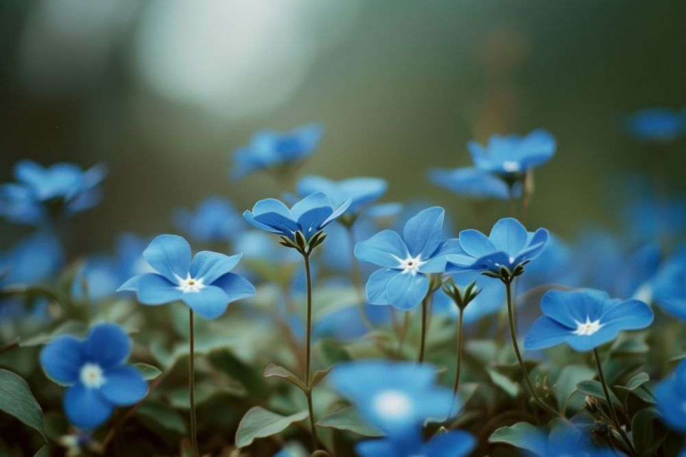 Blue flower outdoors blossom nature.