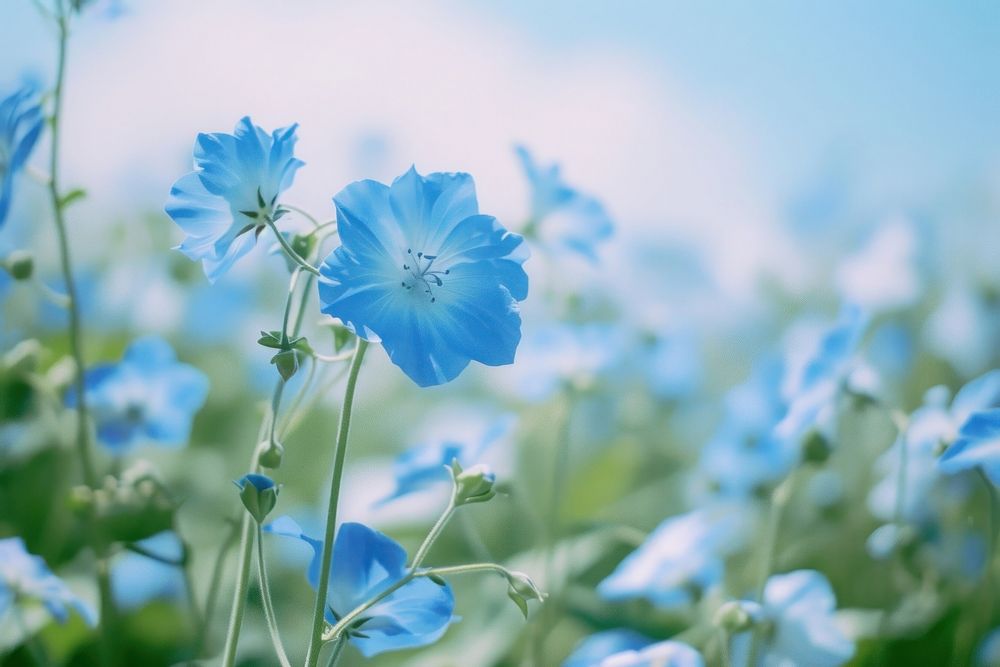 Blue flower outdoors blossom nature.