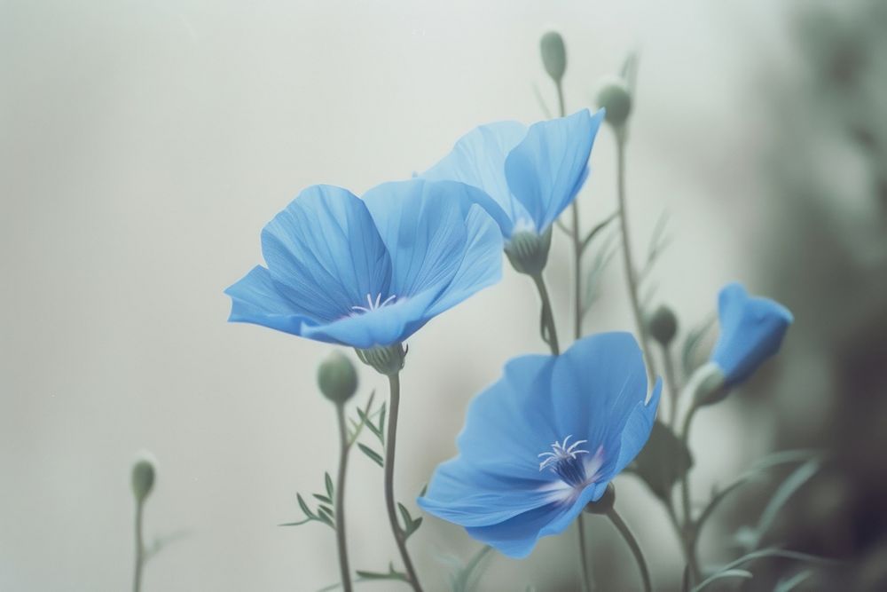 Blue flower petal plant inflorescence.