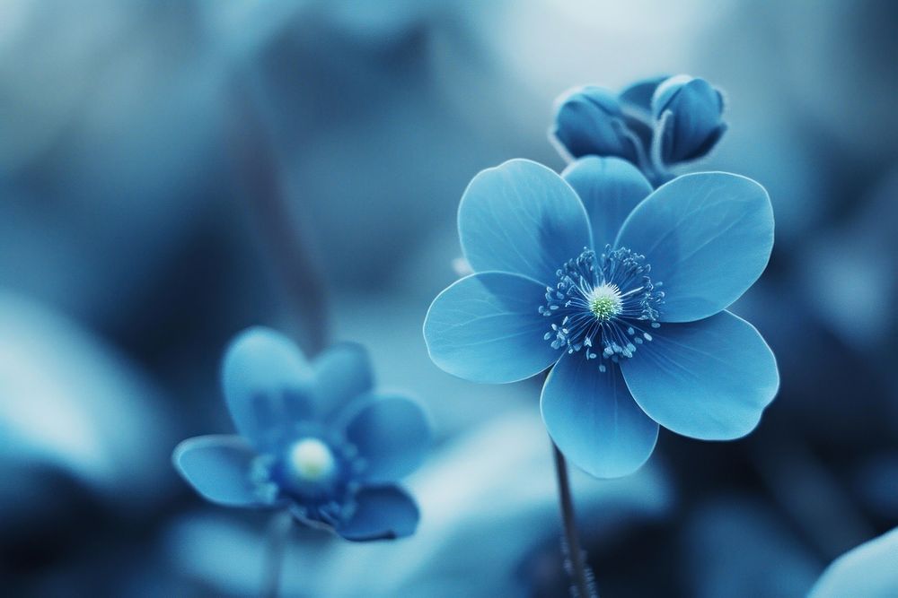 Blue flower blossom plant inflorescence.