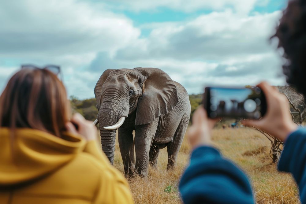 People taking photograph of safari animal elephant wildlife outdoors.