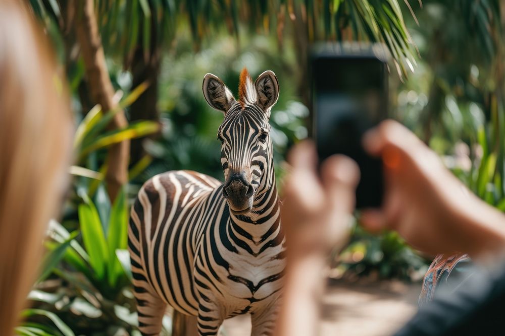 People taking photograph of safari animal zebra wildlife mammal.