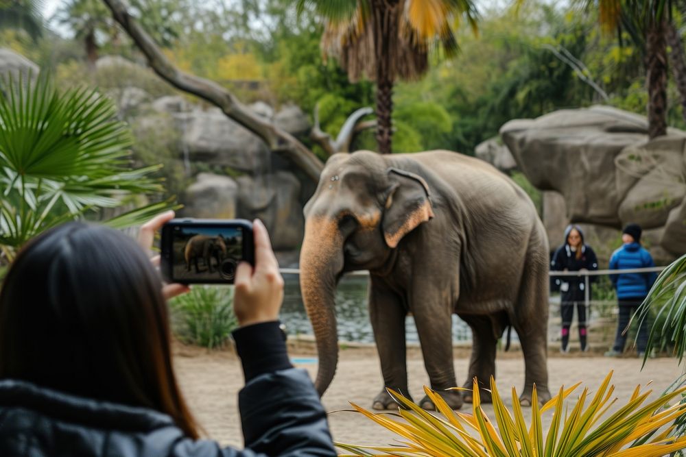People taking photograph of safari animal elephant wildlife mammal.
