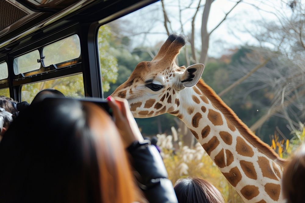 People taking photograph of safari animal giraffe wildlife outdoors.