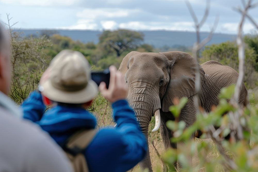 People taking photograph of safari animal elephant wildlife outdoors.