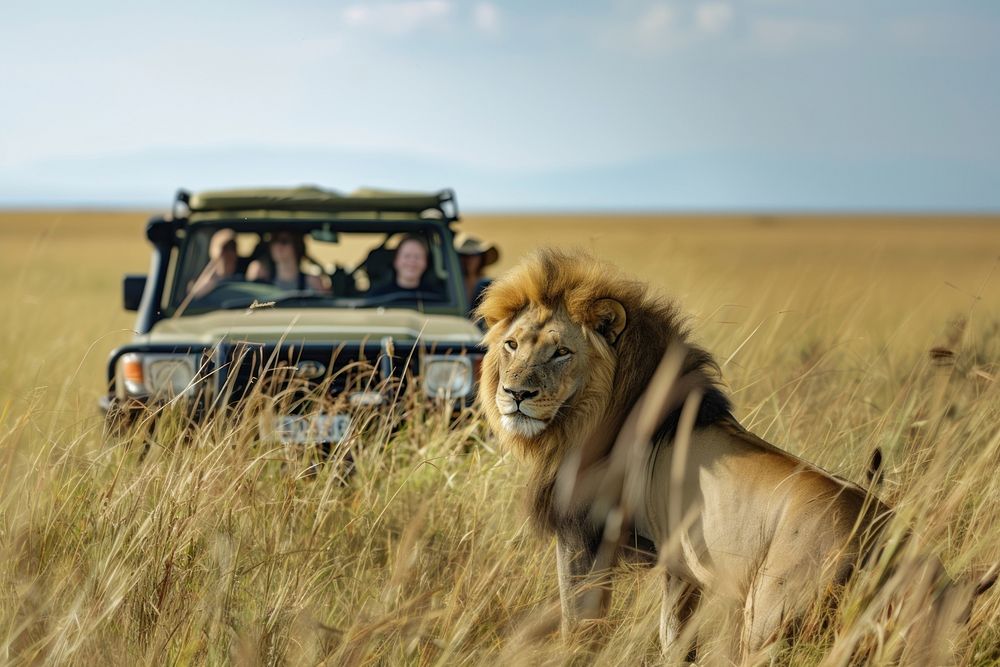 People taking photograph of safari animal car wildlife outdoors.