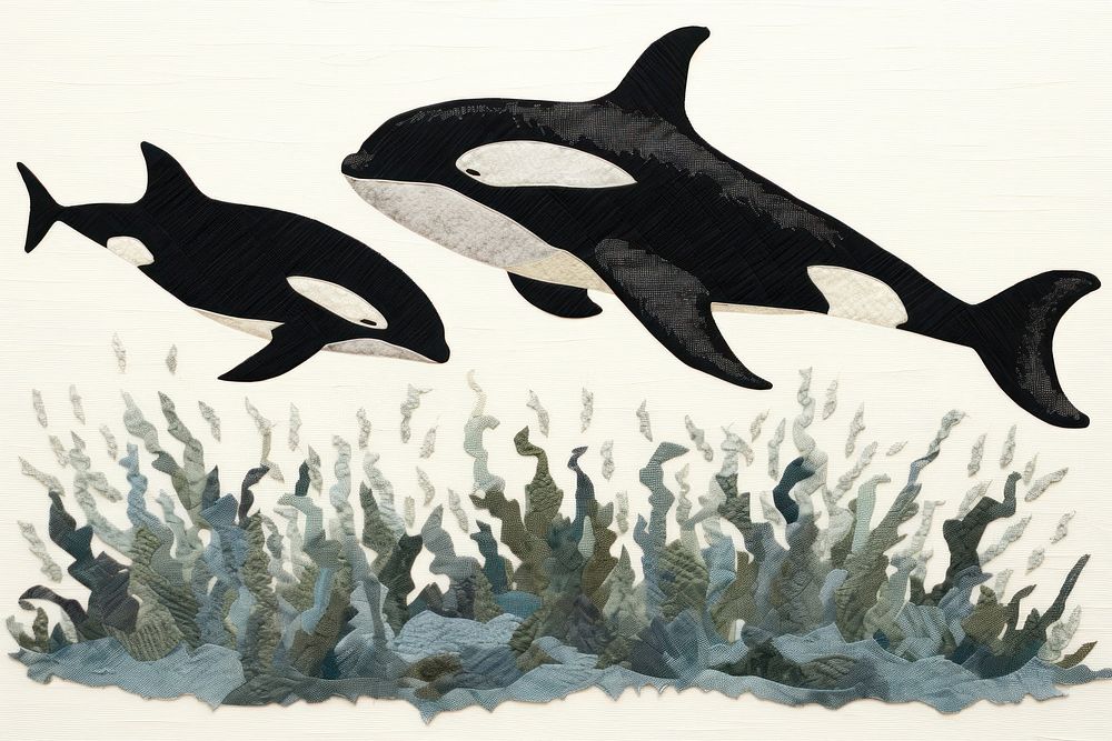 2 orca whales animal mammal fish.