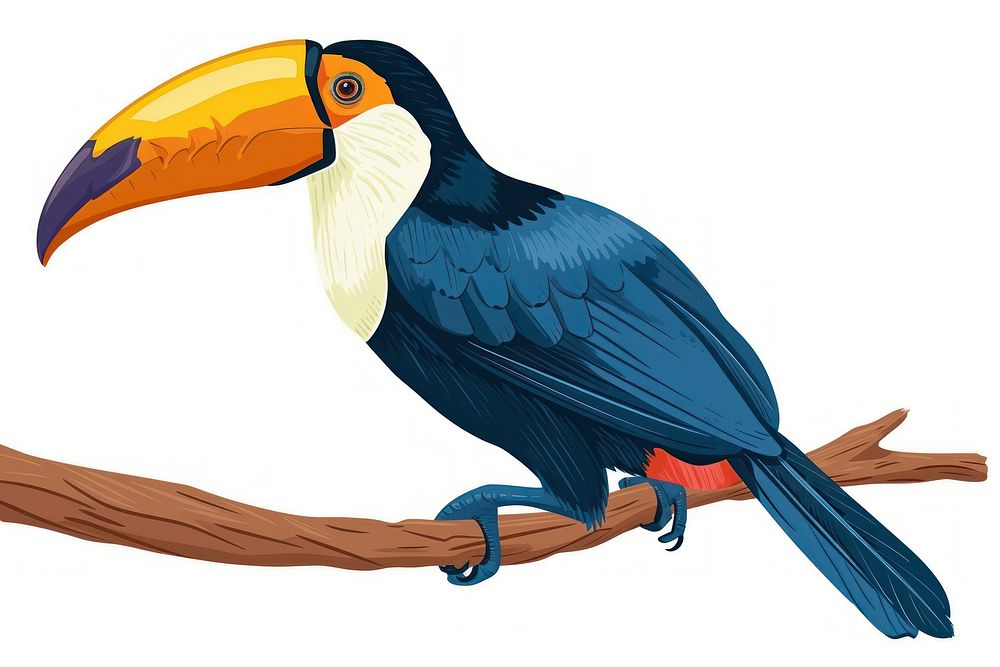 Antique of toucan animal bird beak.
